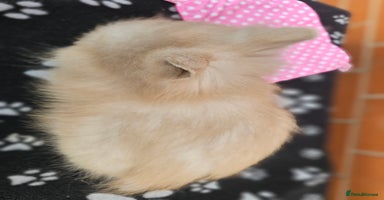 Lionhead rabbits Double Maned Lionhead does 2 remaining!  - Advert 4