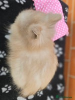 Lionhead rabbits Double Maned Lionhead does 2 remaining! - Advert 2