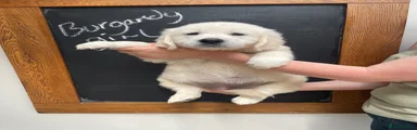 Golden Retriever 5