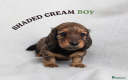 Miniature Dachshund dogs for sale: MINIATURE LONGHAIRED DACHSHUNDS - Image 2