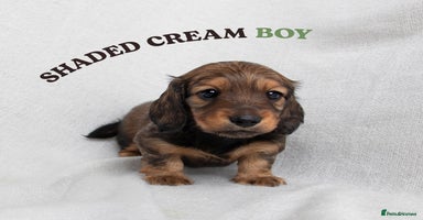 Miniature Dachshund dogs - Advert 5