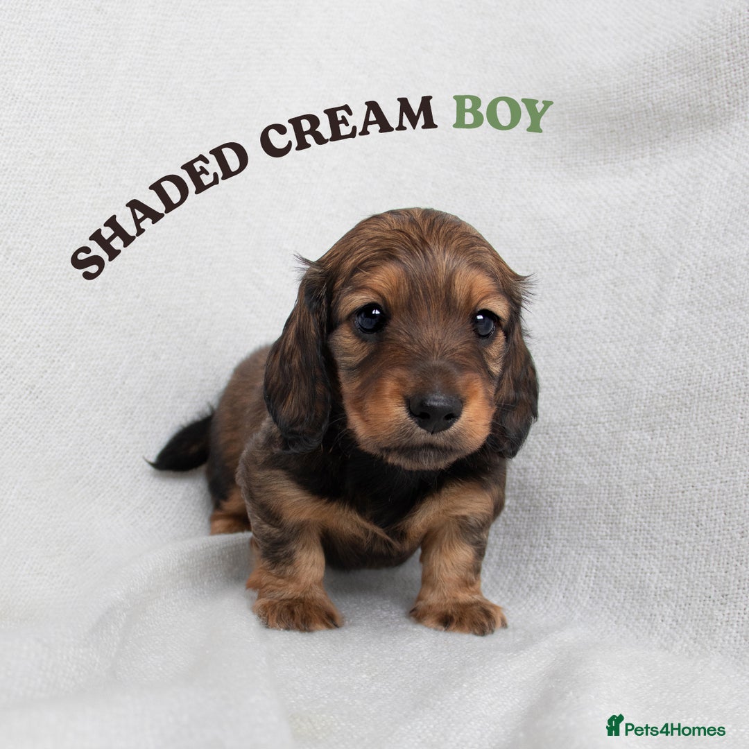 Miniature Dachshund dogs for sale: MINIATURE LONGHAIRED DACHSHUNDS - Image 2