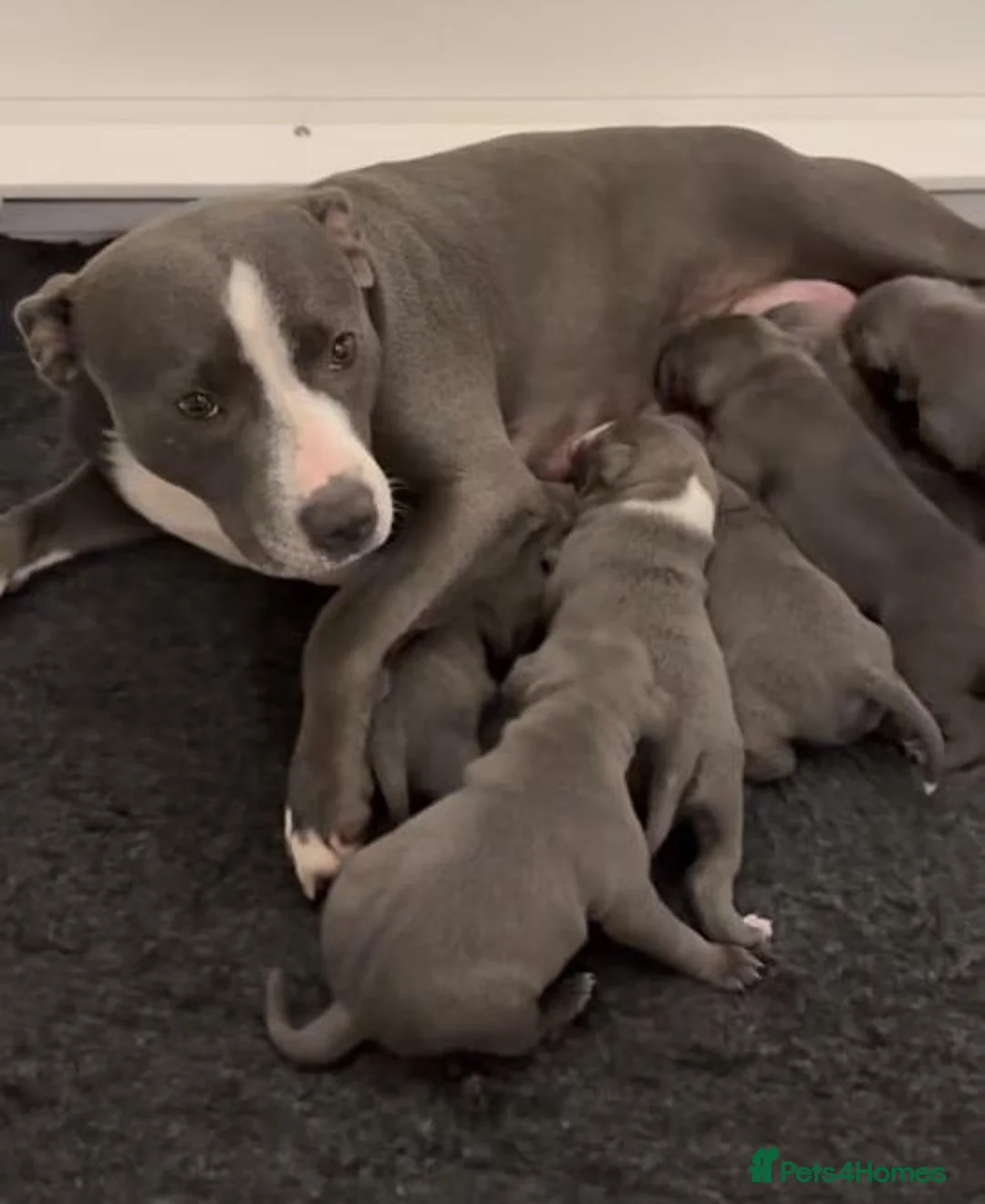 Staffordshire Bull Terrier dogs for sale: PURE Staffordshire Bull Terrier pups for sale - Advert 10