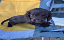 Cocker Spaniel dogs for sale: Cocker spaniel puppy’s  - Image 6
