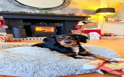 Cocker Spaniel dogs for stud: Black/Tan Cocker Spaniel Stud - Image 4