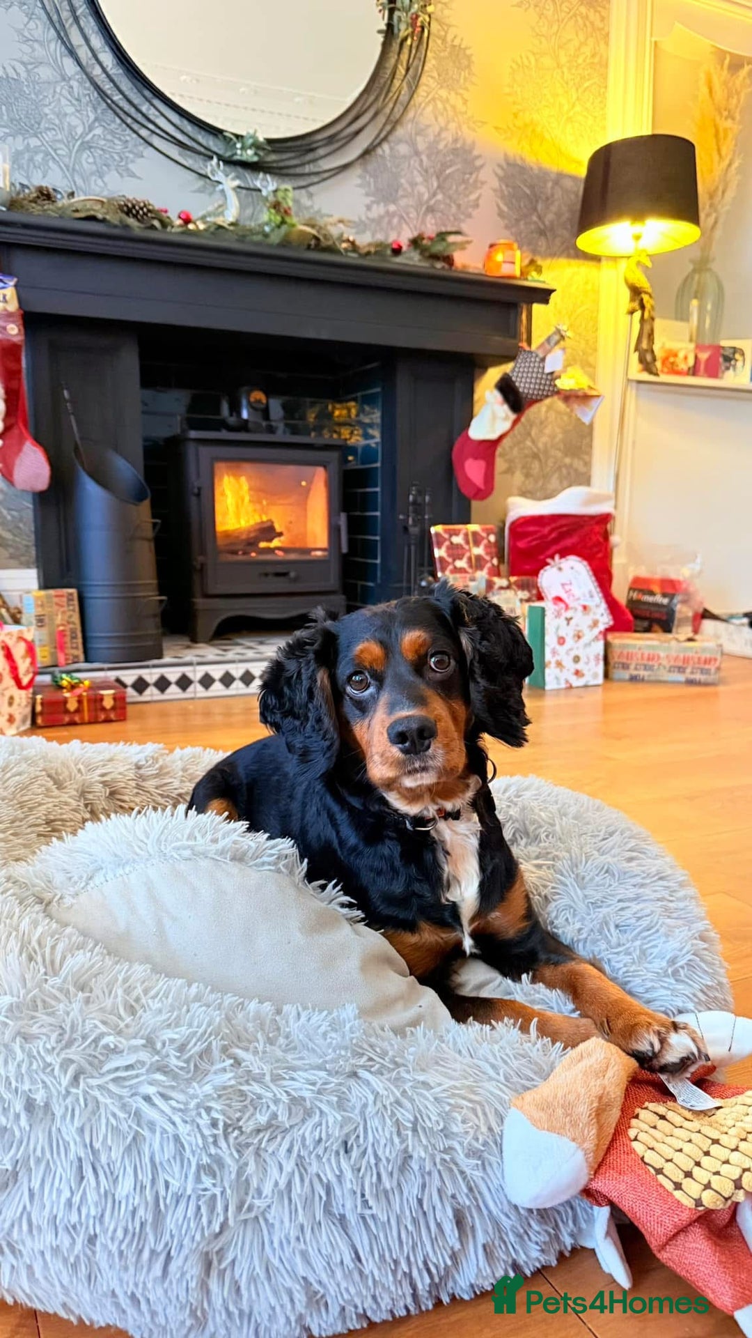 Cocker Spaniel dogs for stud: Black/Tan Cocker Spaniel Stud - Image 4