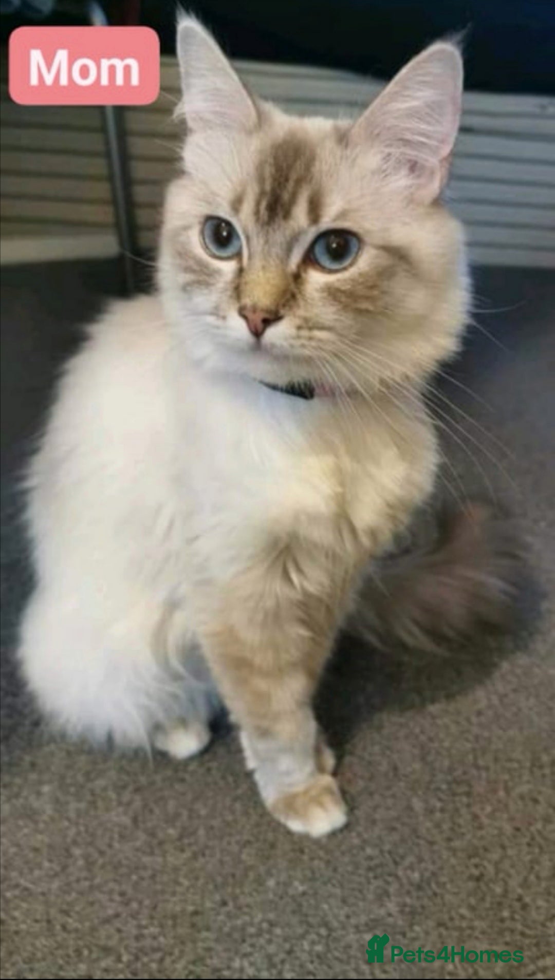 Ragdoll cats for sale: Ragdoll stunning kittens - Image 10