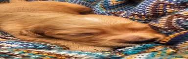Golden Retriever Puppy 9