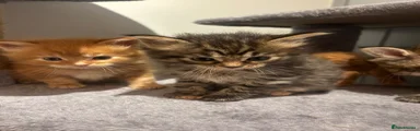 Ragcoon 4