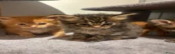 Ragcoon cats for sale: Beautiful Ragcoon kittens 🐱  - Advert 33