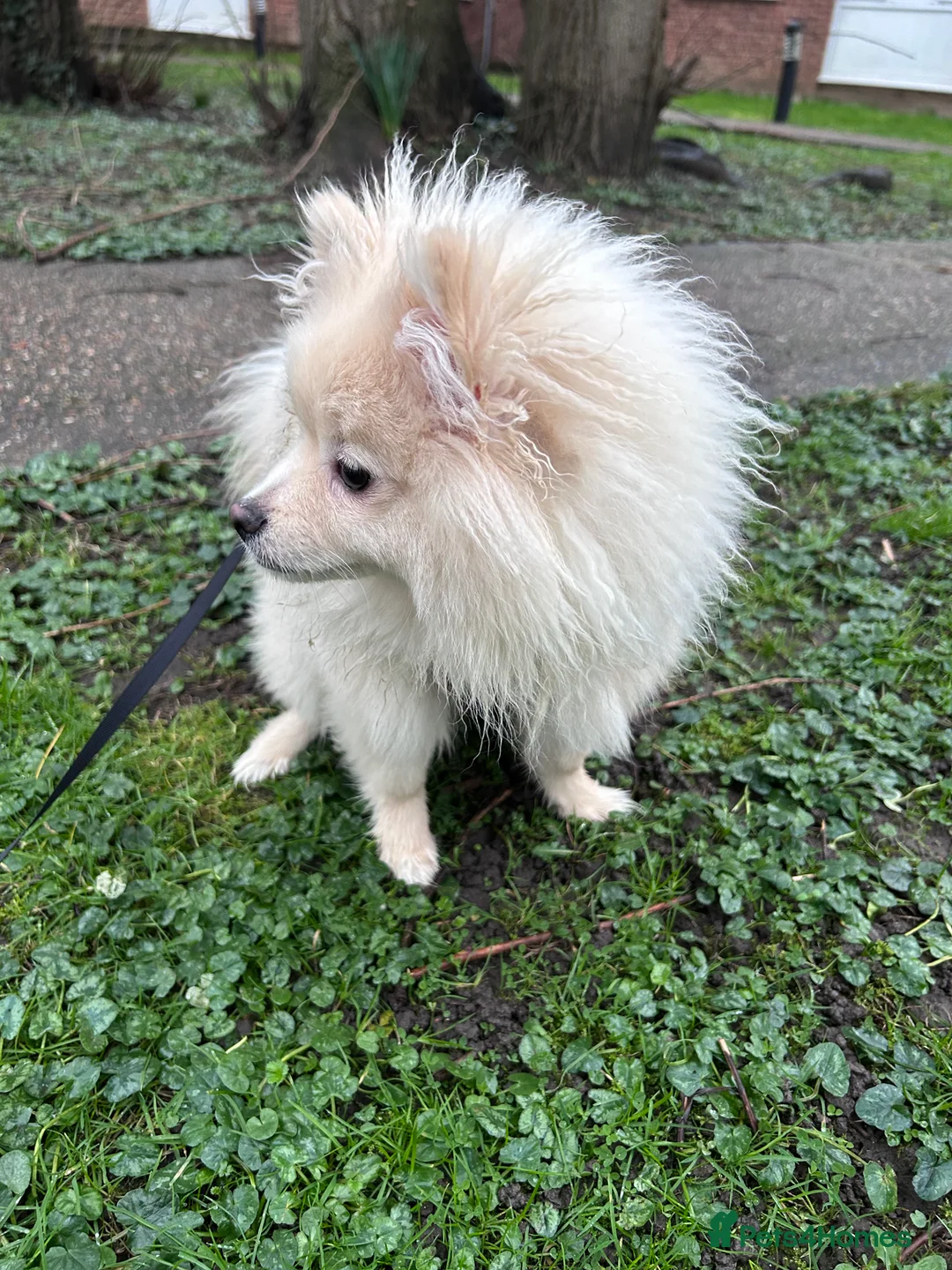 Pomeranian dogs for sale: Pomeranian - Advert 1