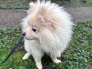Pomeranian dogs Pomeranian - Advert 1
