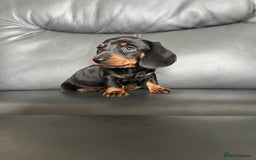 Dachshund dogs for sale: Black tan miniature Dachshund puppies  - Image 4