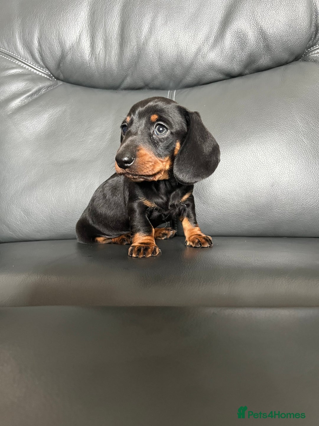 Dachshund dogs for sale: Black tan miniature Dachshund puppies  - Image 4