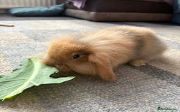 Mini Lion Lop rabbits for sale: Mini lion lop babies  - Image 11