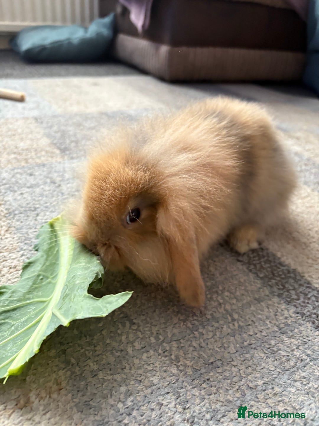 Mini Lion Lop rabbits for sale: Mini lion lop babies  - Image 11