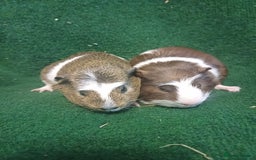 Guinea Pig rodents for sale: 2 Adorable Male Guinea Pigs - Image 5