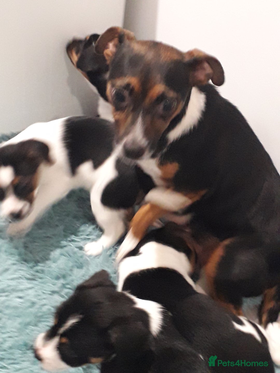 Jack Russell dogs for sale: Stunning jack Russell puppies  - Image 3