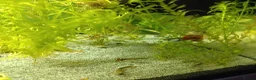 Shrimps fish for sale: Shrimp and guppies for sale in Northampton - Advert 2