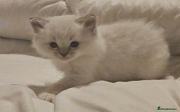 Ragdoll cats for sale: Tica registeeed tabby bicolour ragdolls - Image 35