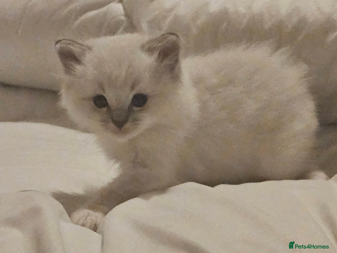Ragdoll cats for sale: Tica registeeed tabby bicolour ragdolls - Image 35