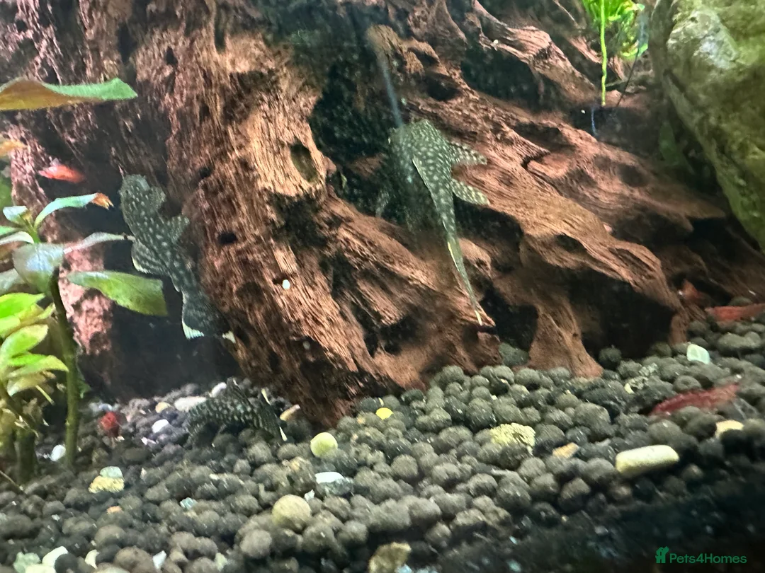 Plecos fish for sale: Juvenile bn plecos - cherry shrimp - swordtails - Advert 7