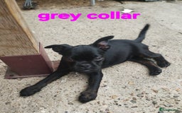 Mixed Breed dogs for sale: Bruxellois griffon x frenchie puppies  - Image 6