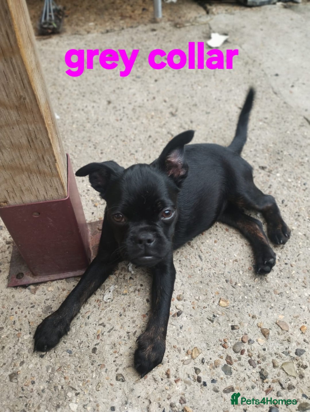 Mixed Breed dogs for sale: Bruxellois griffon x frenchie puppies  - Image 6