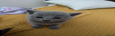 Russian Blue Kitten 1
