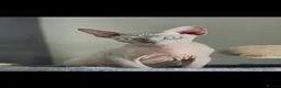 Sphynx cats for sale: ⭐ Exceptional Sphynx European Champion Bloodlines - Advert 6