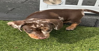 Miniature Dachshund dogs - Advert 3