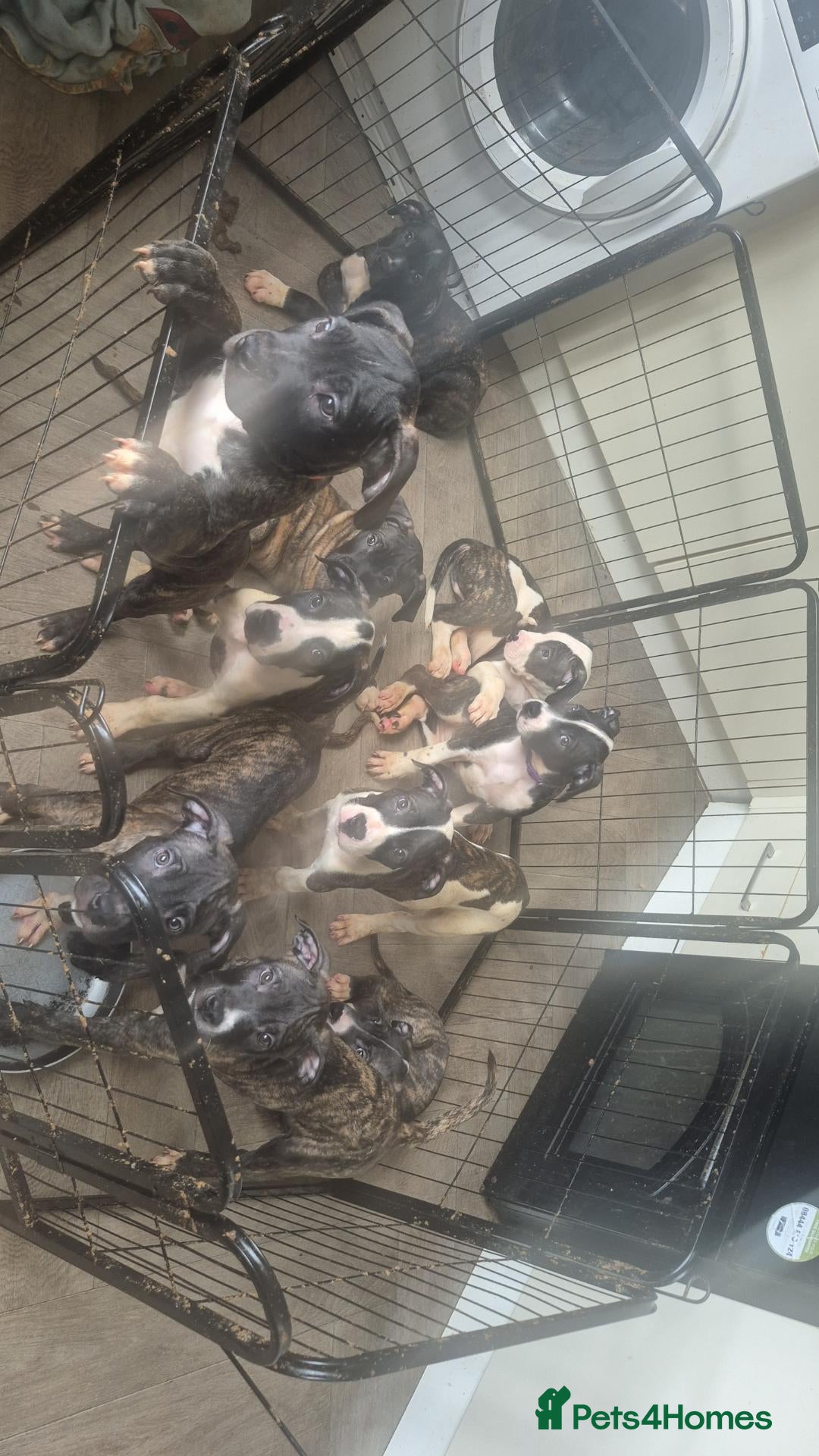 Mixed Breed dogs Presa Canario Mixed - Advert 2