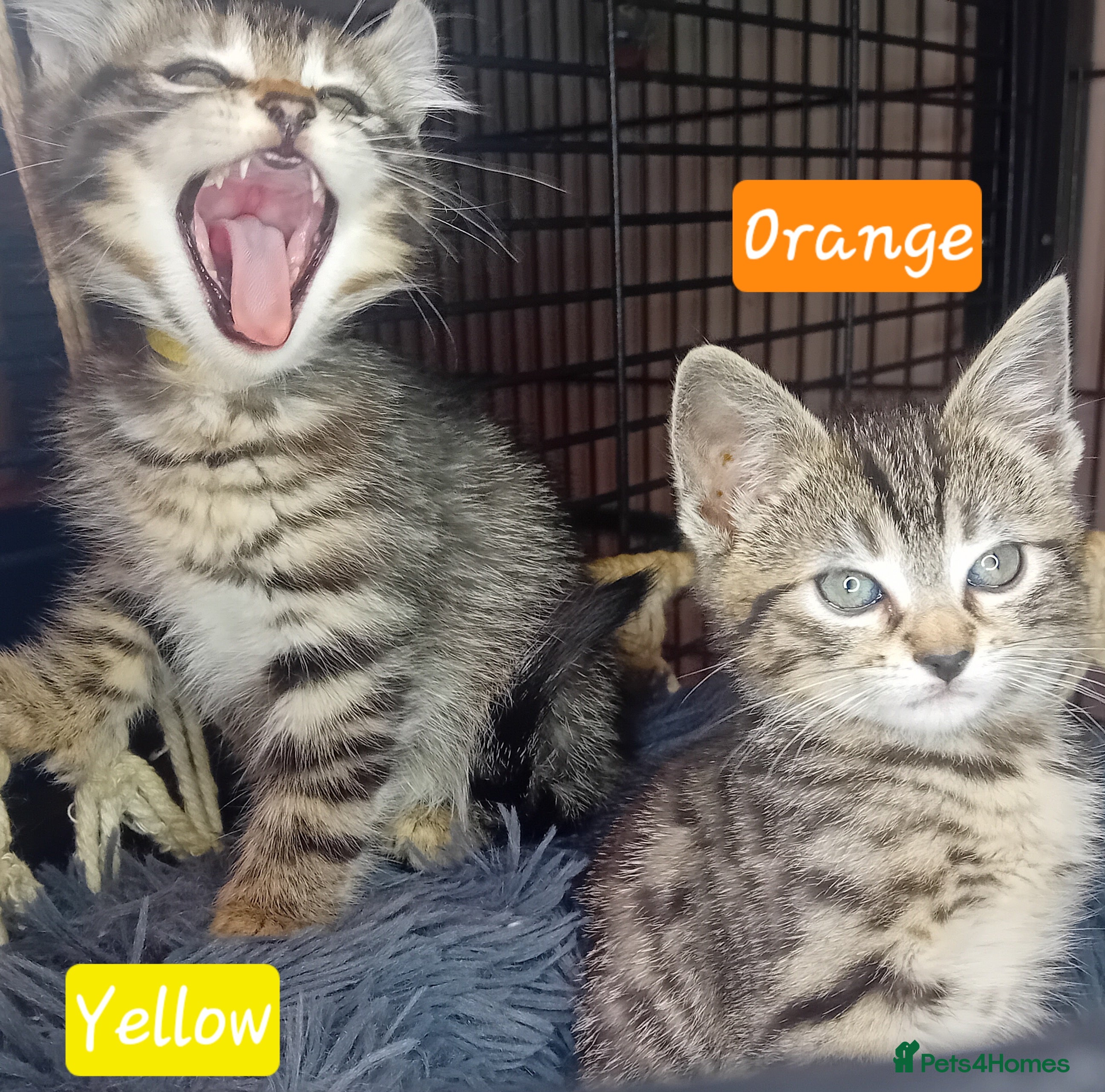 Bengal cats BengalX Ragdoll, American curl kittens - Advert 2