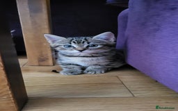 Mixed Breed cats for sale: Mixed breed, both female, ready to go now! - Image 4