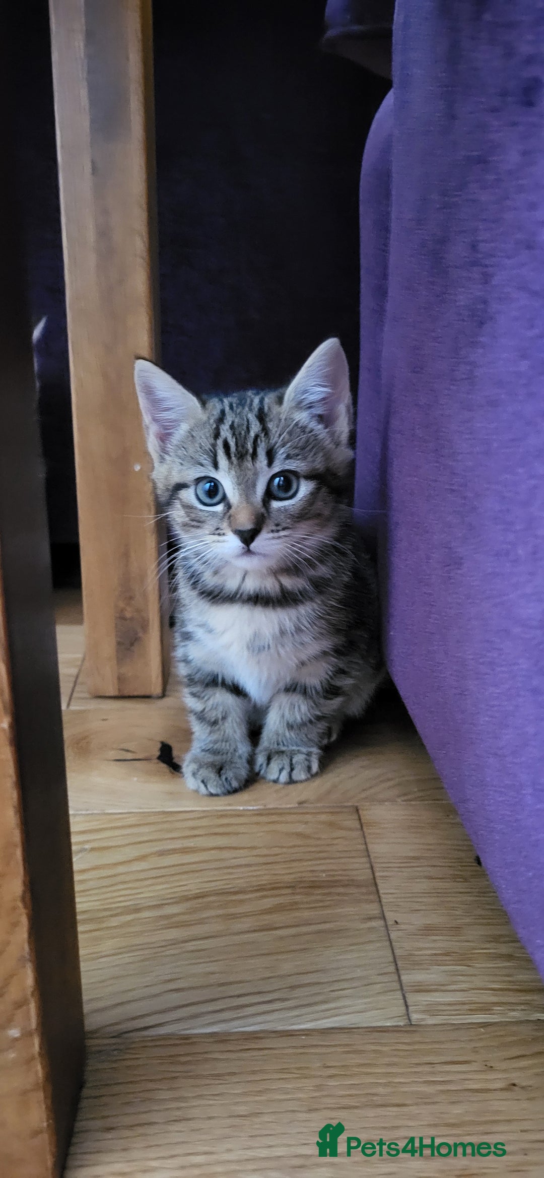 Mixed Breed cats for sale: Mixed breed, both female, ready to go now! - Image 4