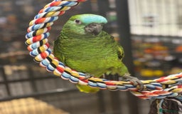 Parrots birds for sale: Stunning variety of baby handreared Amazons  - Image 7