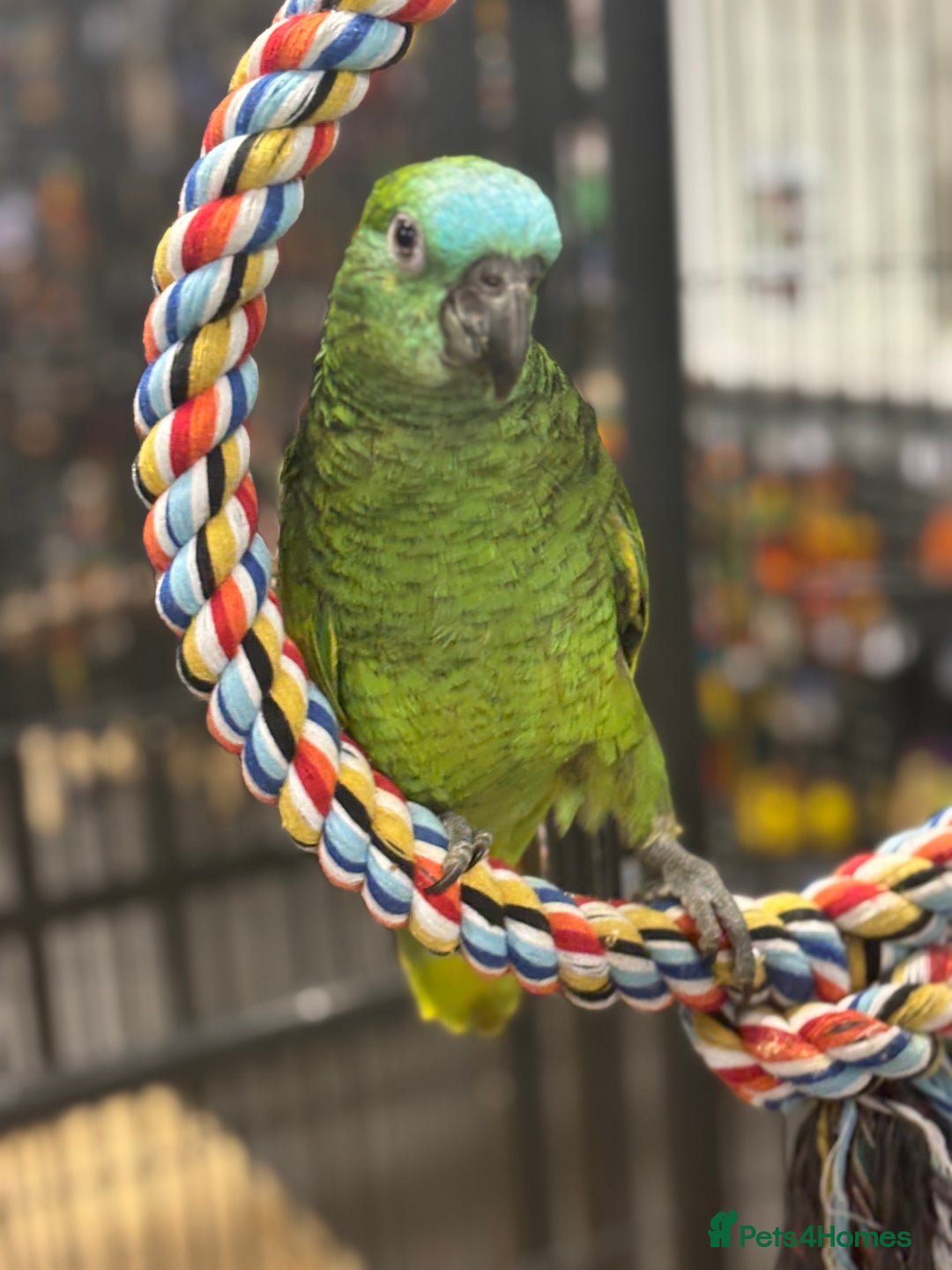 Parrots birds for sale: Stunning variety of baby handreared Amazons  - Image 7