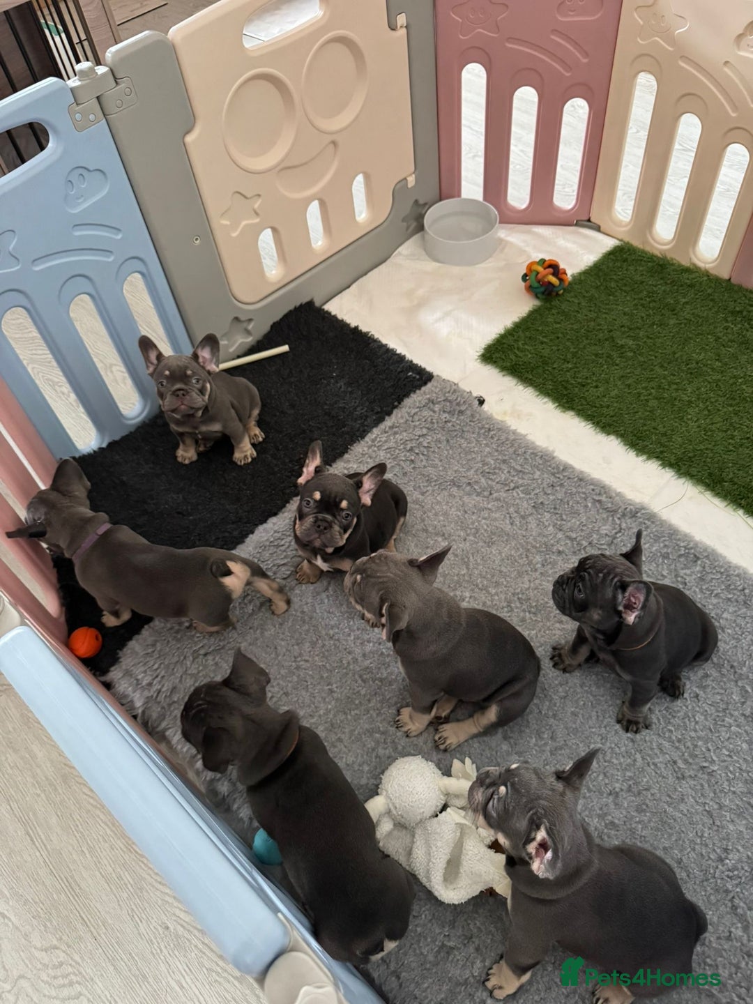French Bulldog dogs for sale: Kc Registered 5 Generation Pedigree Quality  - Image 19