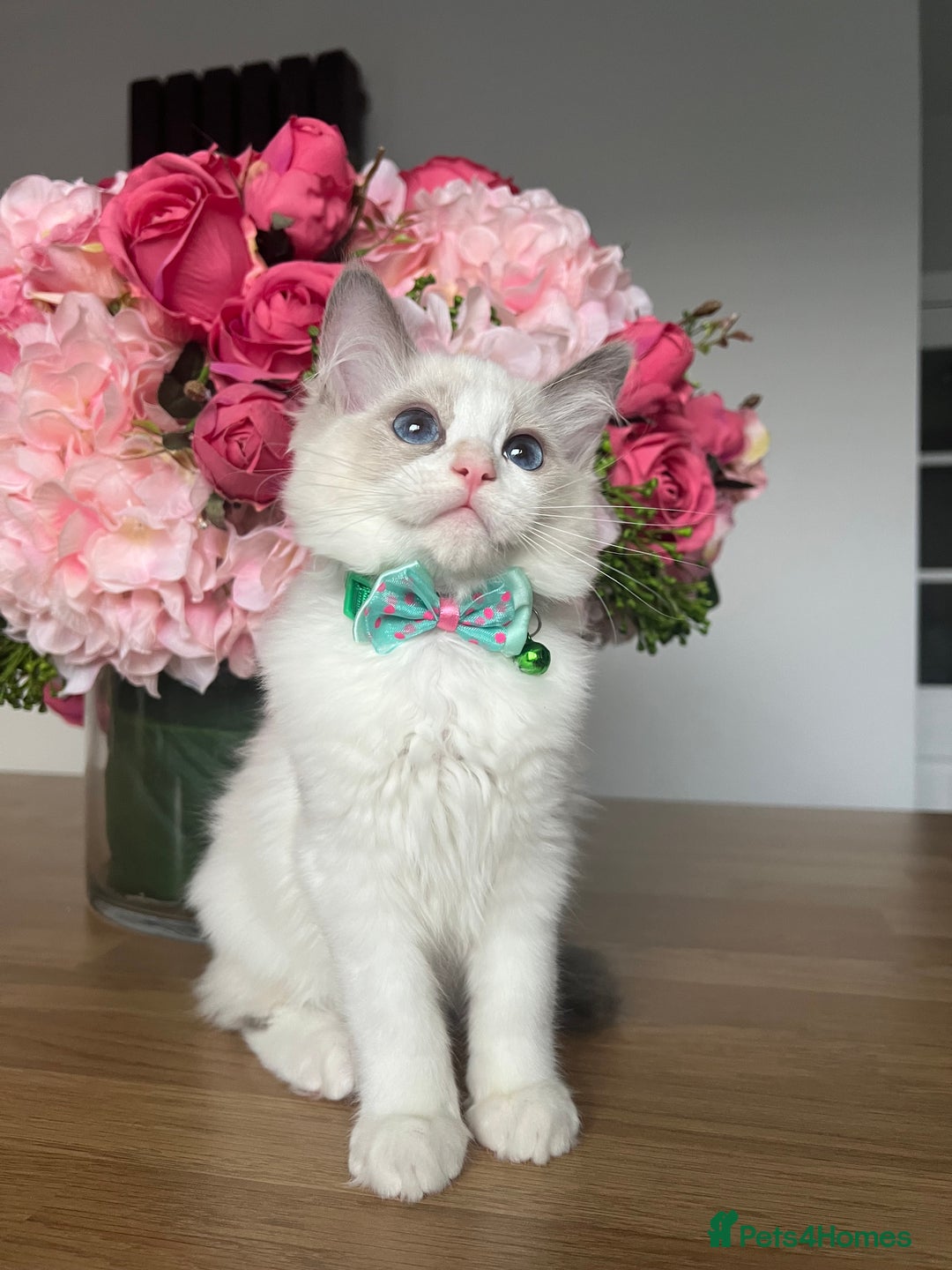 Ragdoll cats for sale: Registered Ragdoll kittens for sale - Image 8