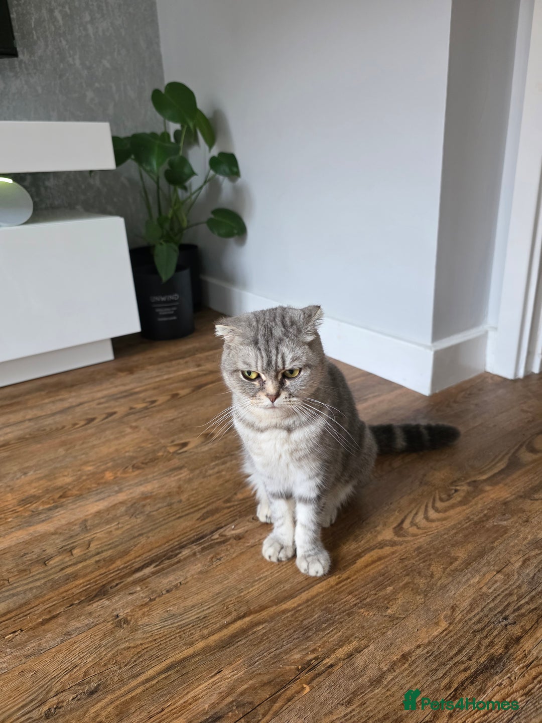 Scottish Fold cats for sale: Gorgeous and playing Scottish Fold cross kittens  - Image 12