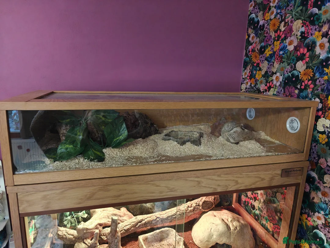King Snake reptiles for sale: Female High White Albino California Kingsnake - Advert 8