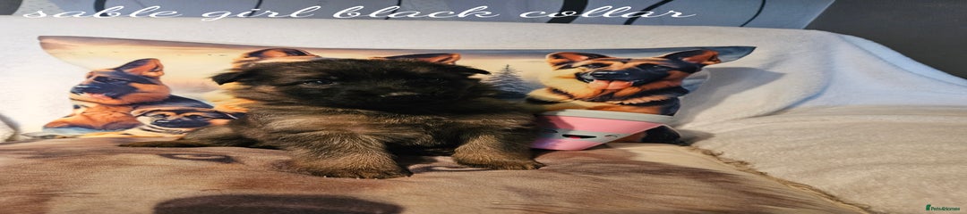 German Shepherd Puppy 9