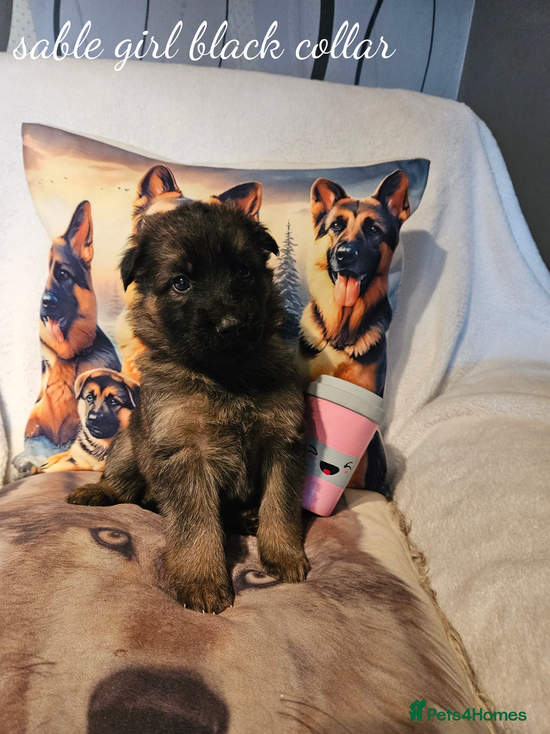 German Shepherd dogs for sale: GLENCONNER KC REGISTERED GERMAN SHEPHERD PUPS  - Image 10