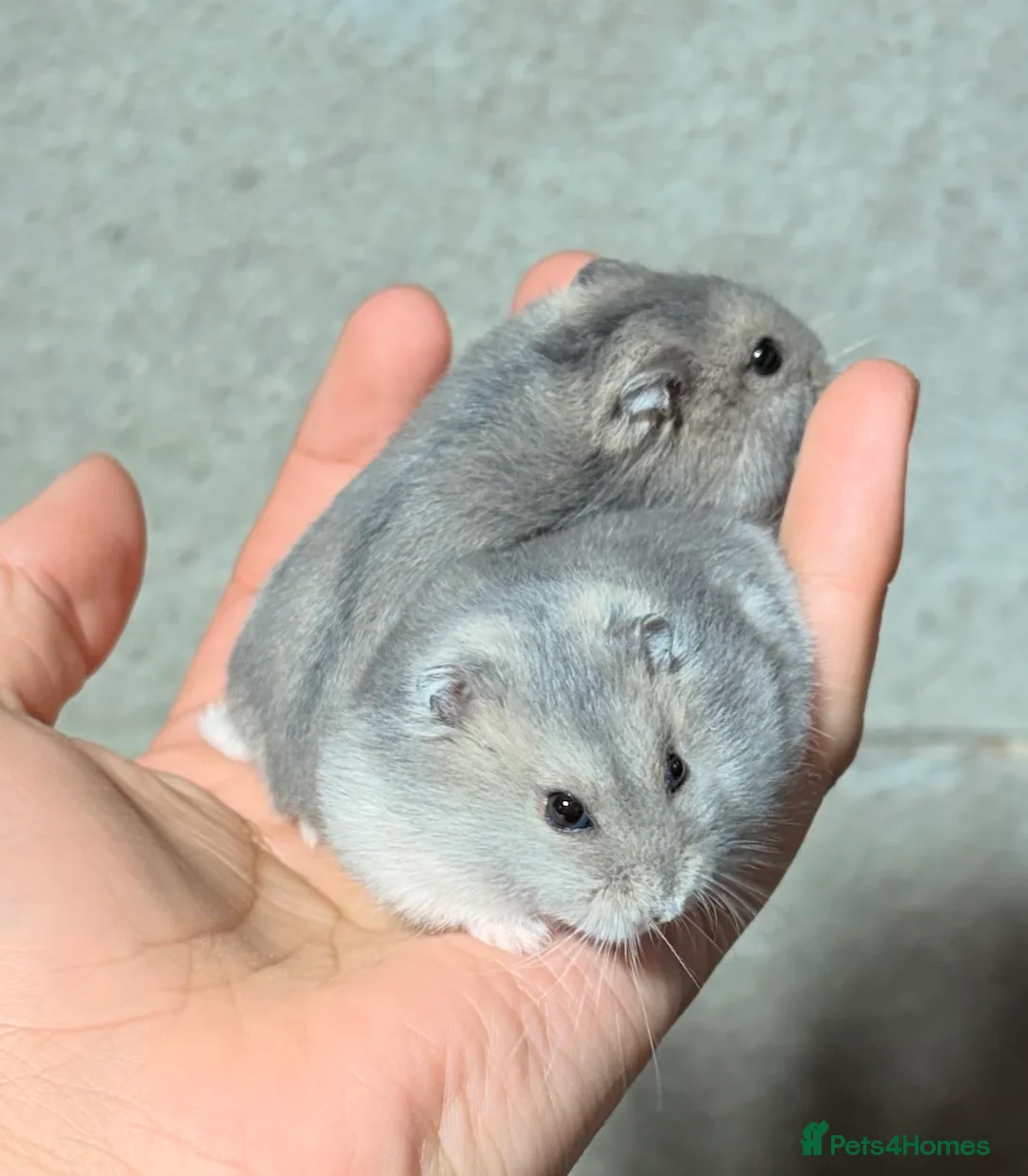 Hamster rodents for sale: STUNNING TAME PEDIGREE & PURE WINTER WHITE DWARFS - Advert 4