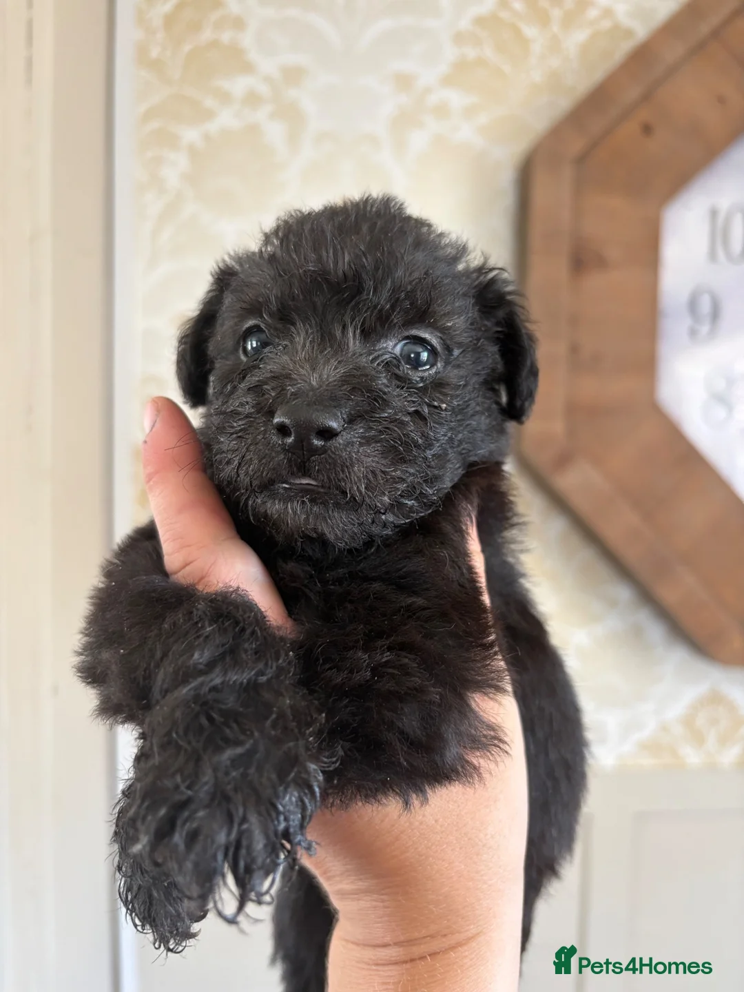 Patterjack dogs for sale: Patterjack girl in Thetford - Advert 2