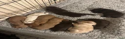 Sprocker dogs for sale: Lovely sprocker puppies  - Advert 11