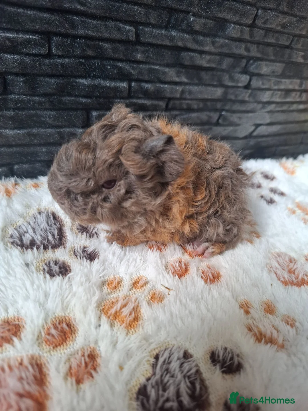 Guinea Pig rodents for sale: Lunkarya boars  - Advert 2
