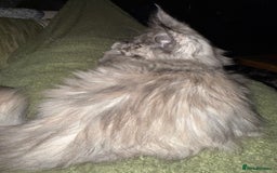 Maine Coon cats for sale: Tica registered Maine Coons from champion lines  - Image 31