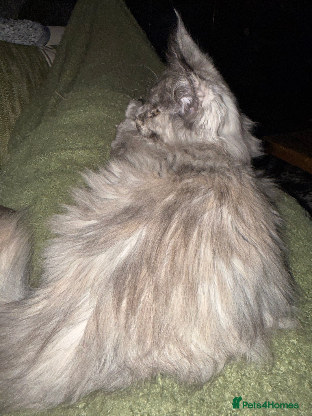 Maine Coon cats for sale: Tica registered Maine Coons from champion lines  - Image 31