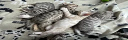 Bengal cats for sale: Gorgeous TICA Registered Bengal Kittens - Advert 10